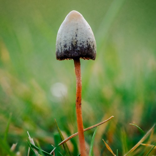 Psilocybe semilanceata
