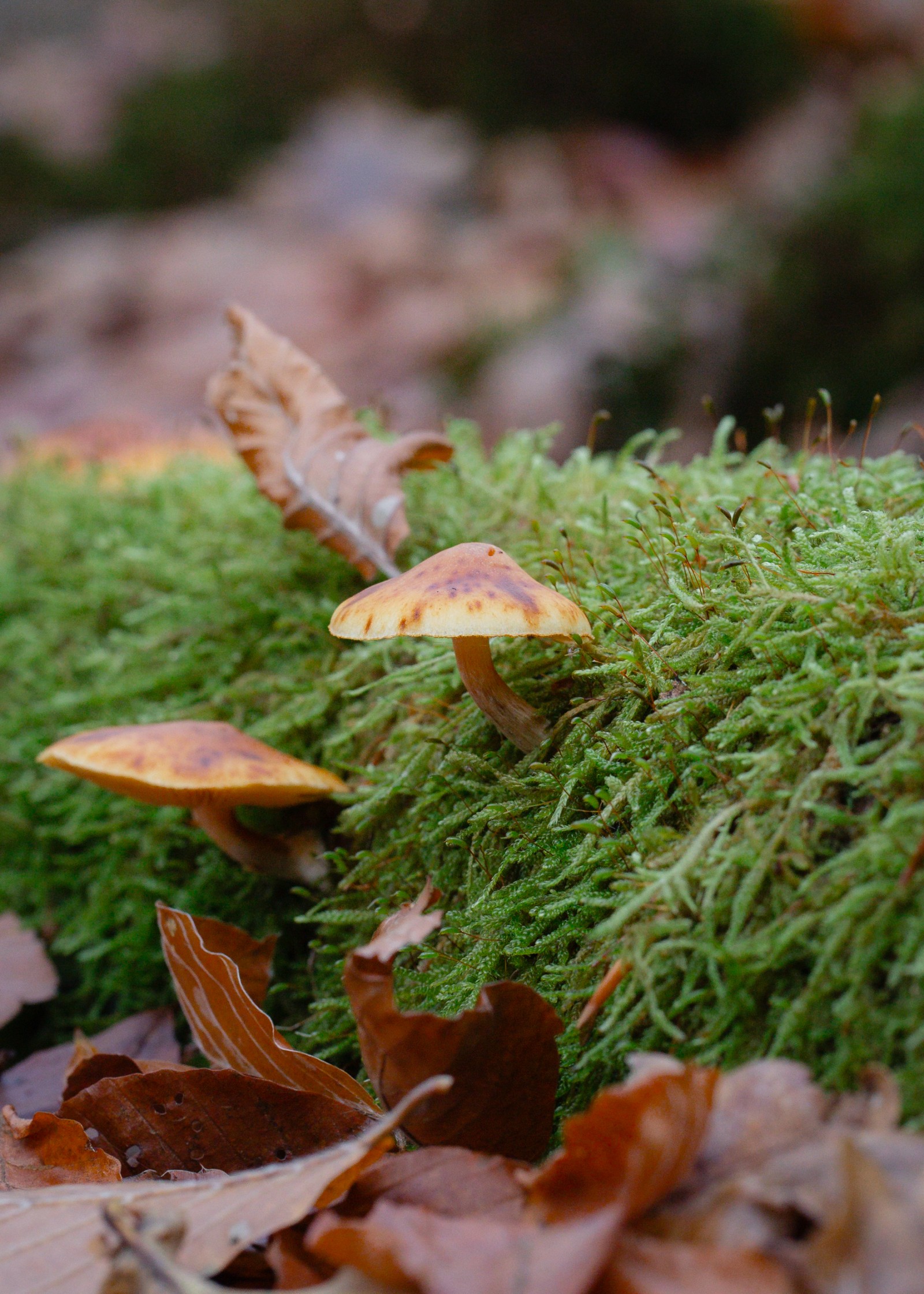 Gymnopilus penetrans