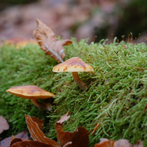 Gymnopilus penetrans
