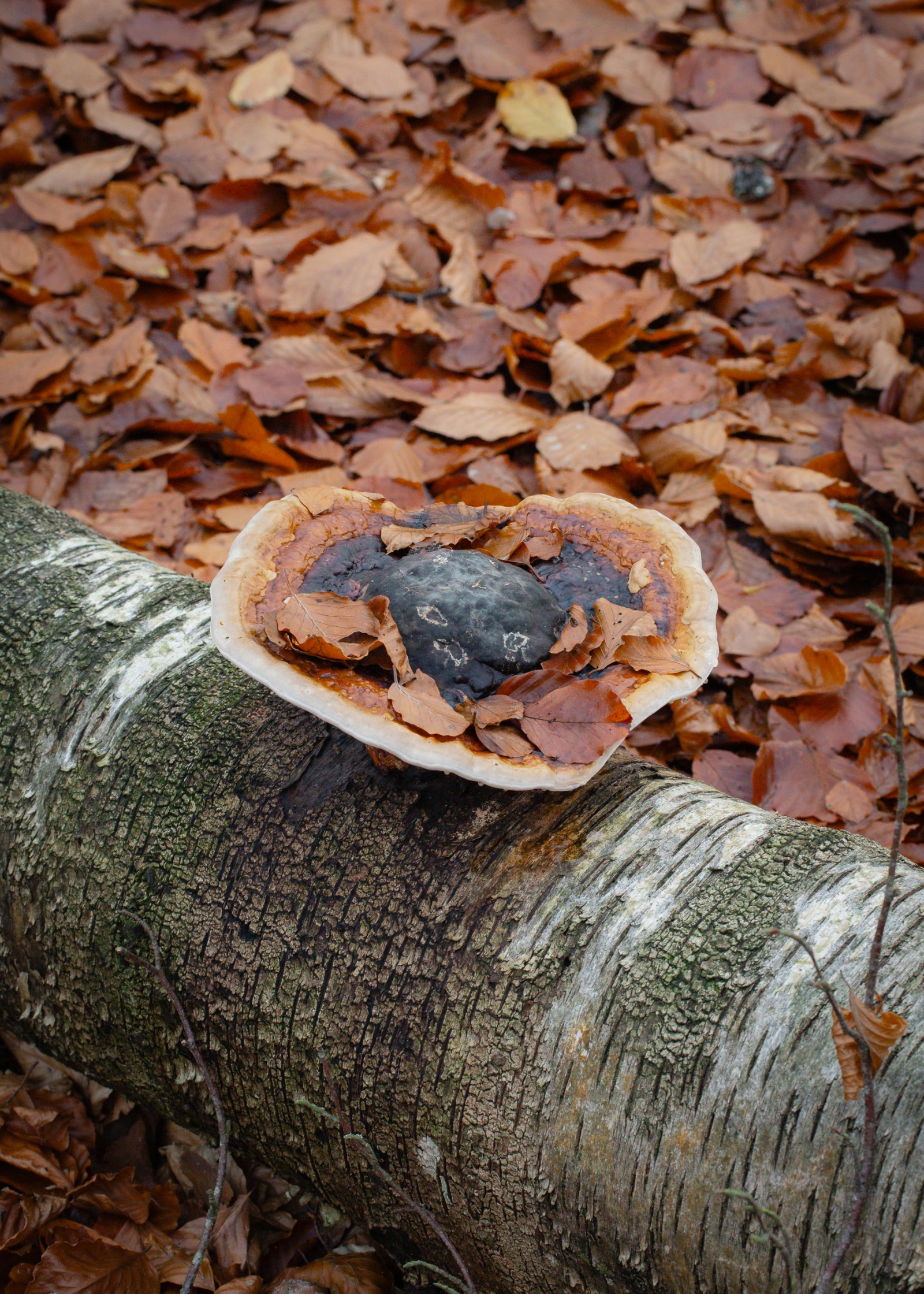 Fomitopsis pinicola