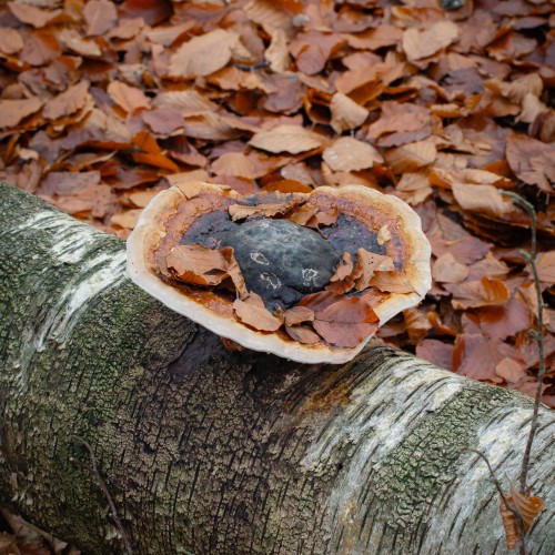 Fomitopsis pinicola