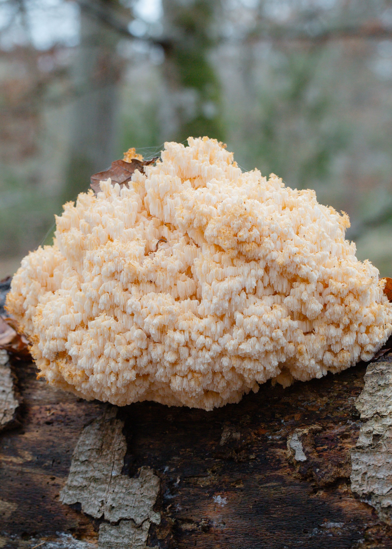 Hericium coralloides