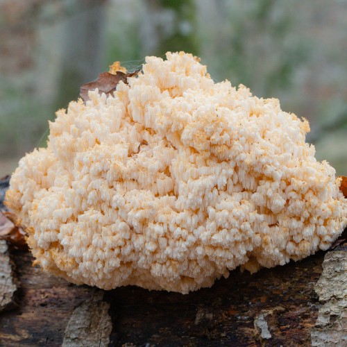 Hericium coralloides