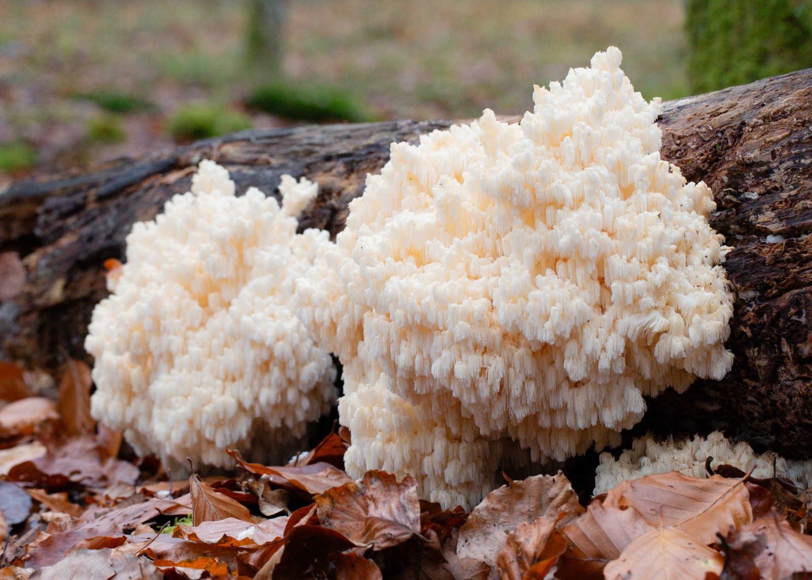 Hericium coralloides