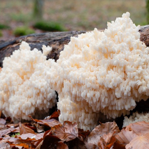 Hericium coralloides