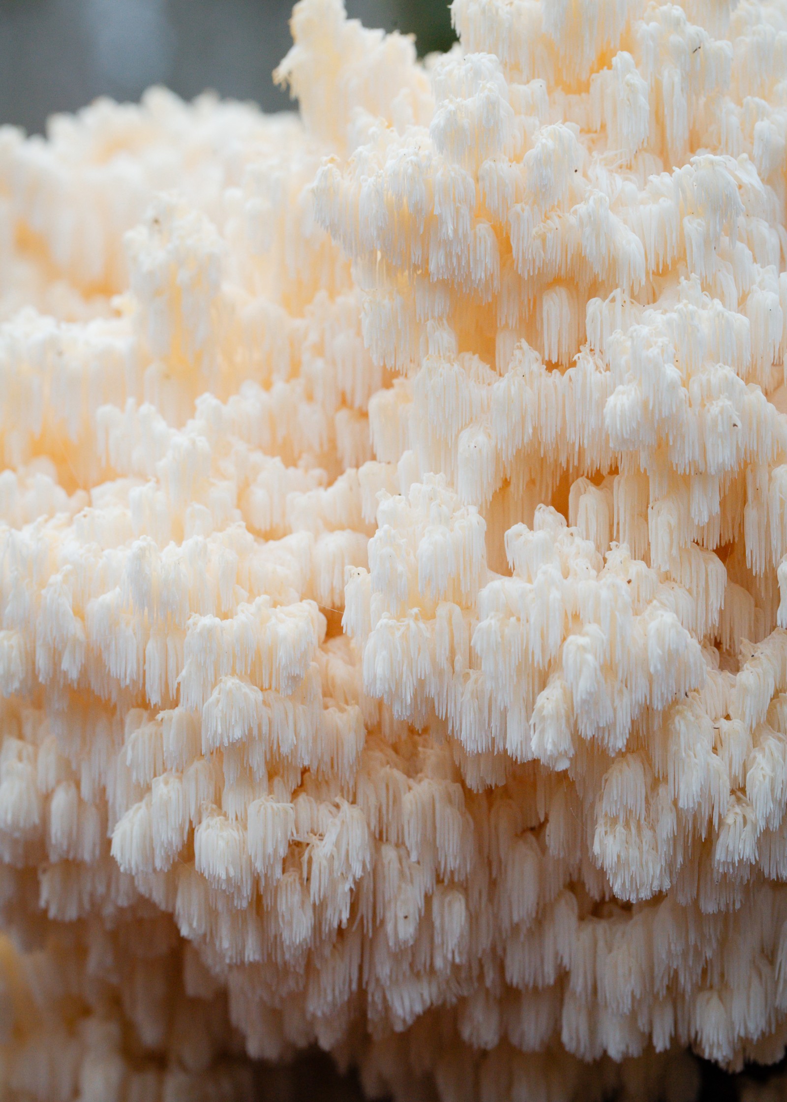 Hericium coralloides