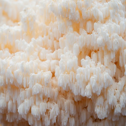 Hericium coralloides