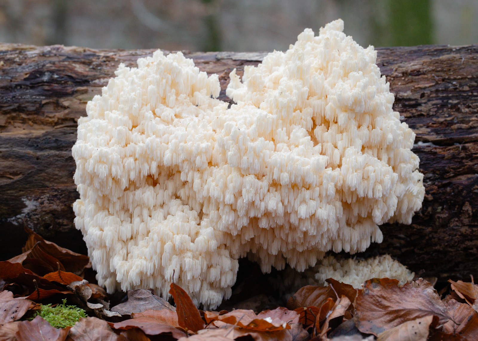 Hericium coralloides