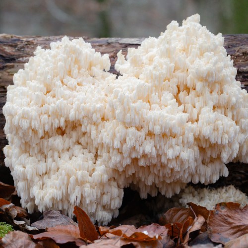 Hericium coralloides