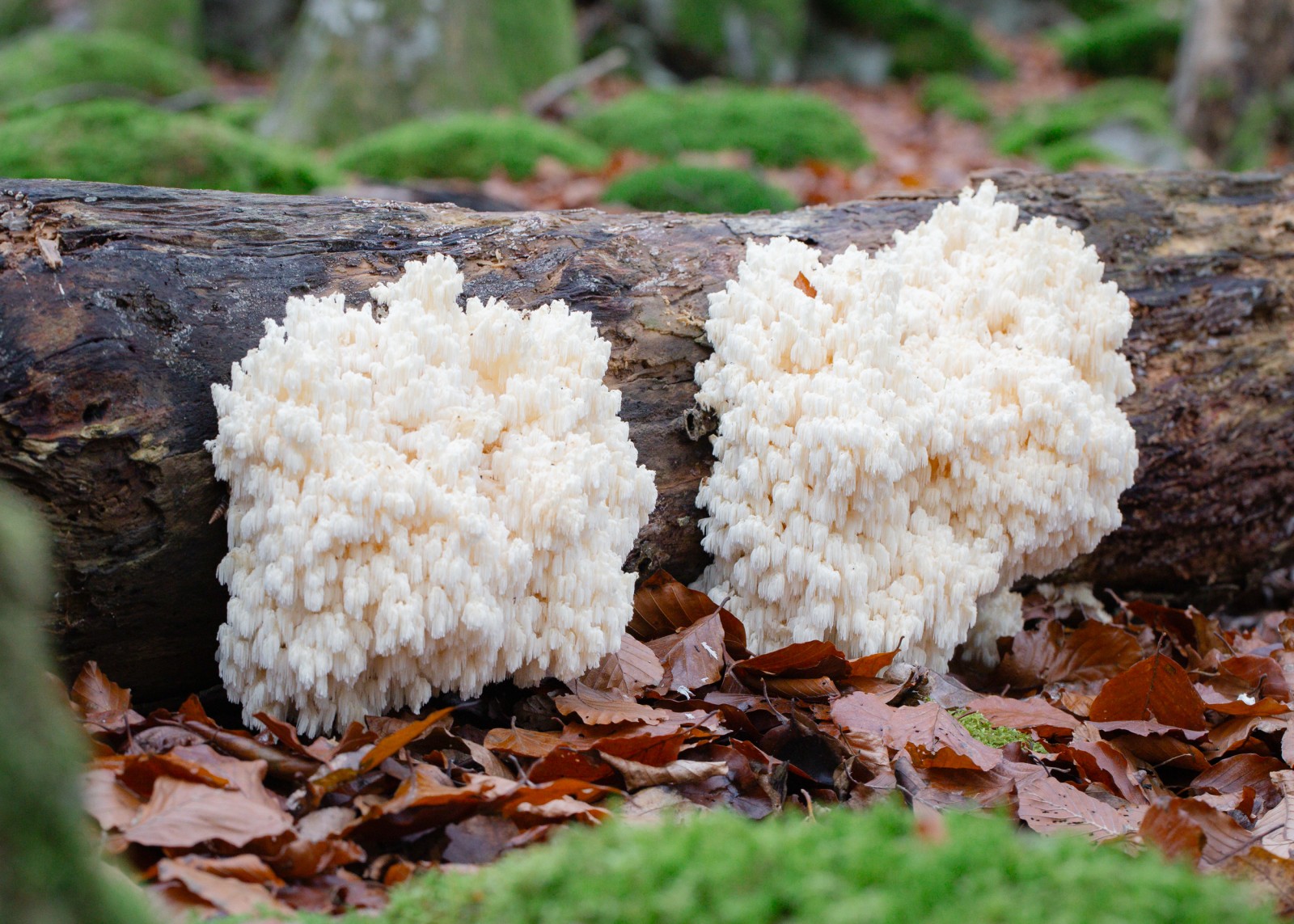 Hericium coralloides
