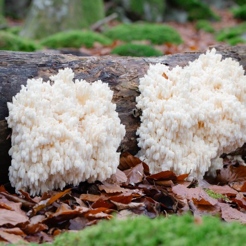 Hericium coralloides
