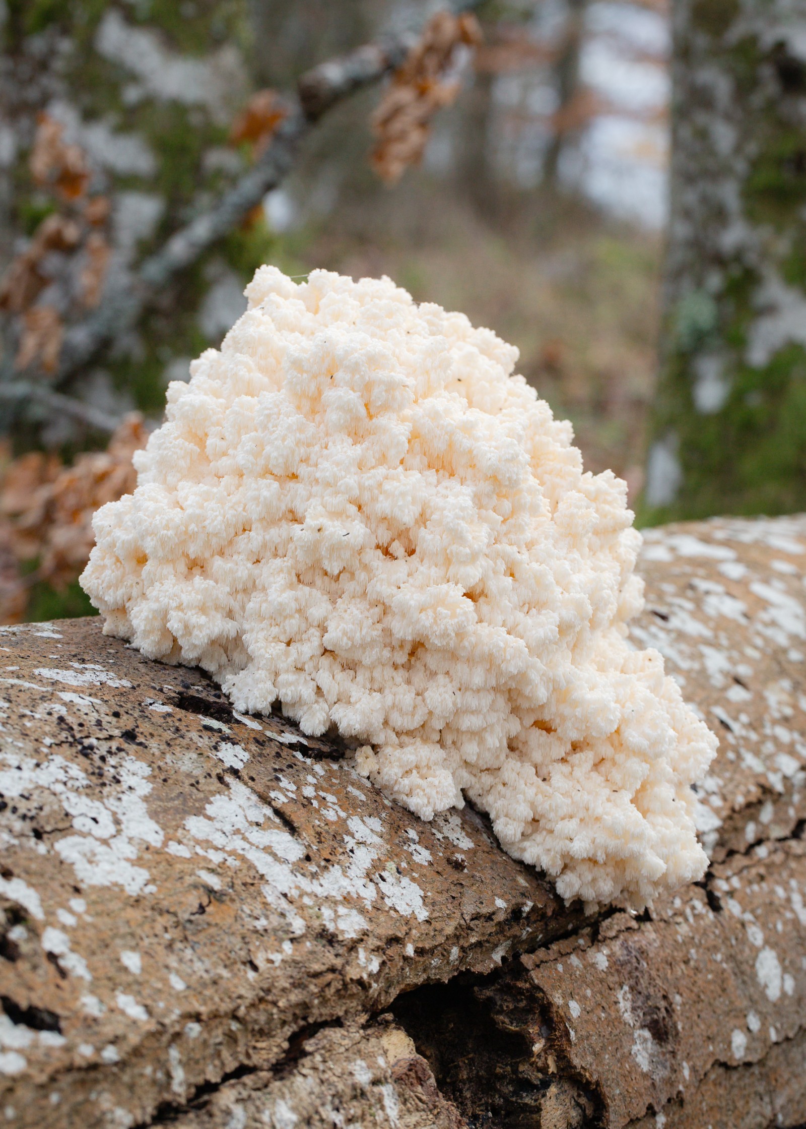 Hericium coralloides