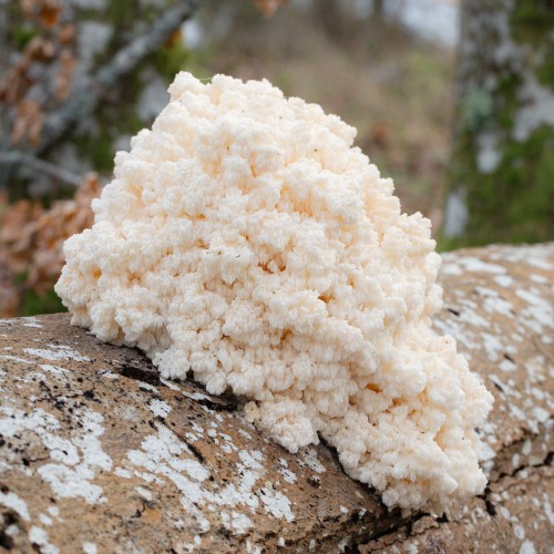 Hericium coralloides