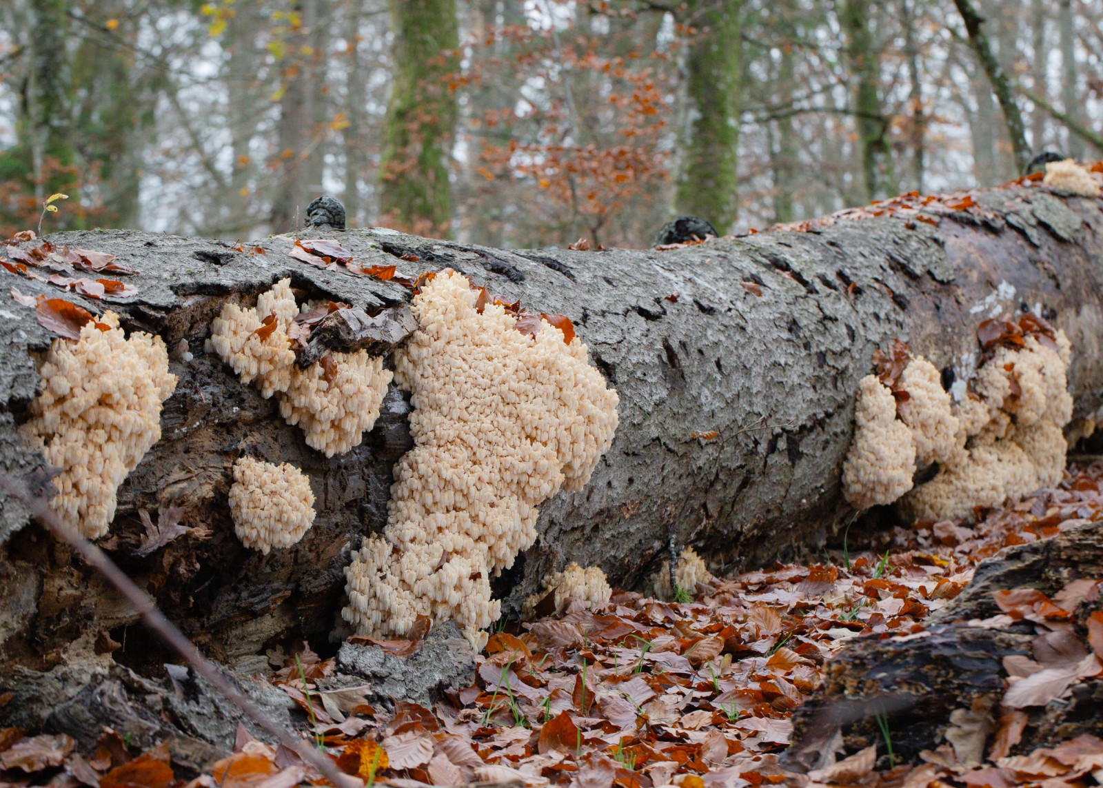 Hericium coralloides