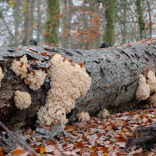 Hericium coralloides