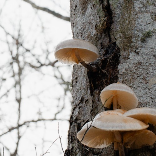 Mucidula mucida