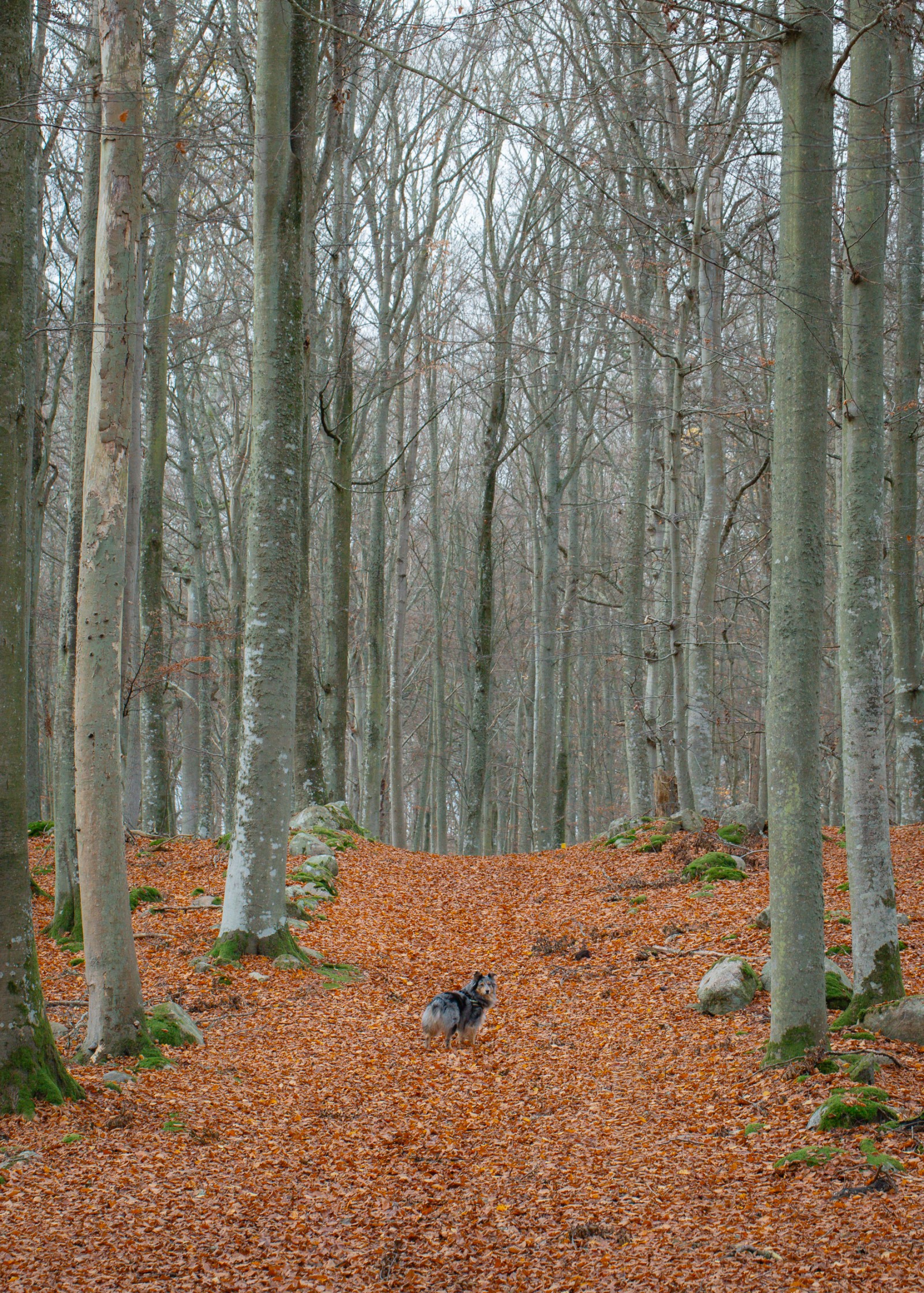 Tromtö naturreservat