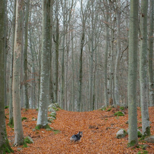 Tromtö naturreservat