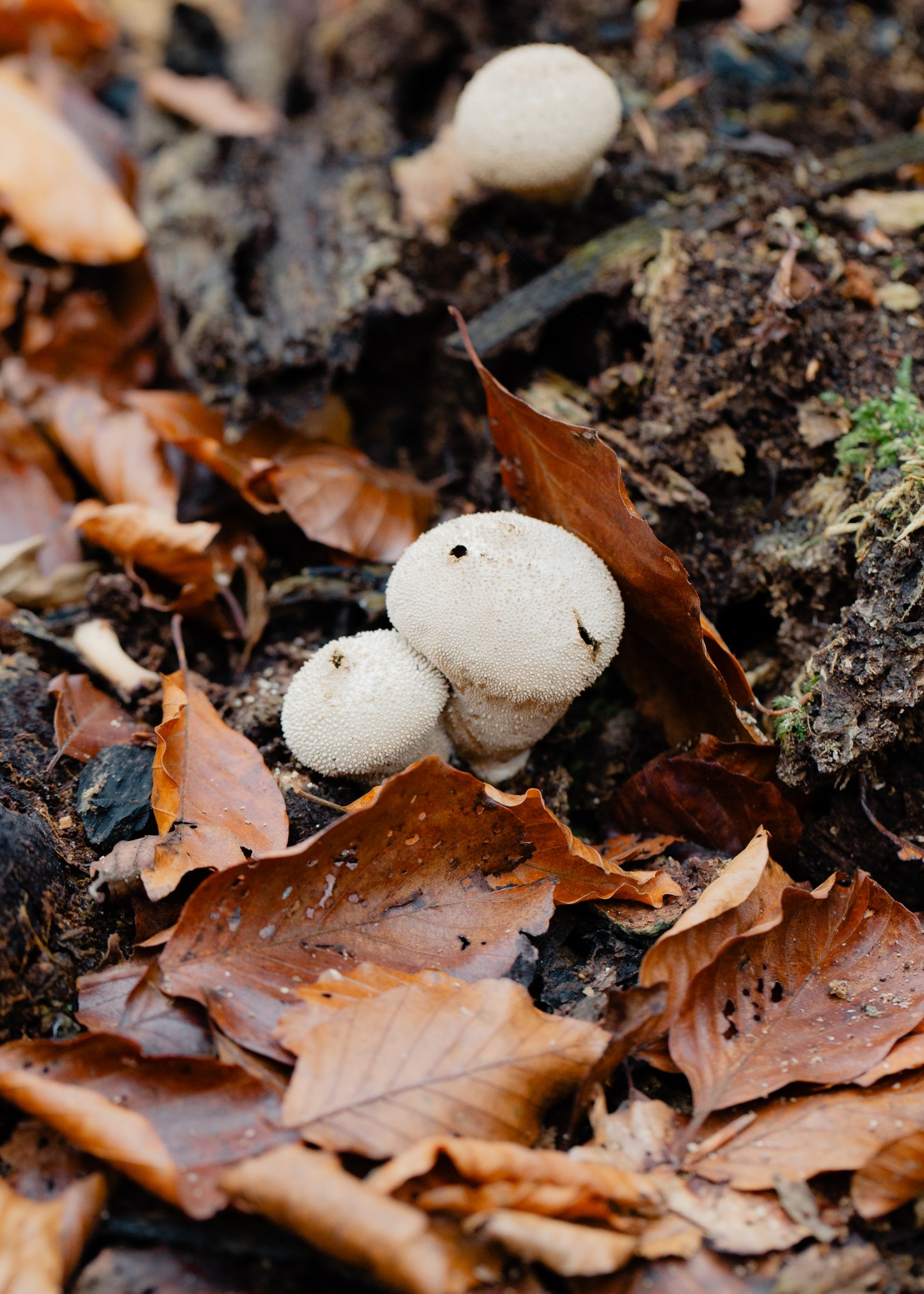 Lycoperdon perlatum