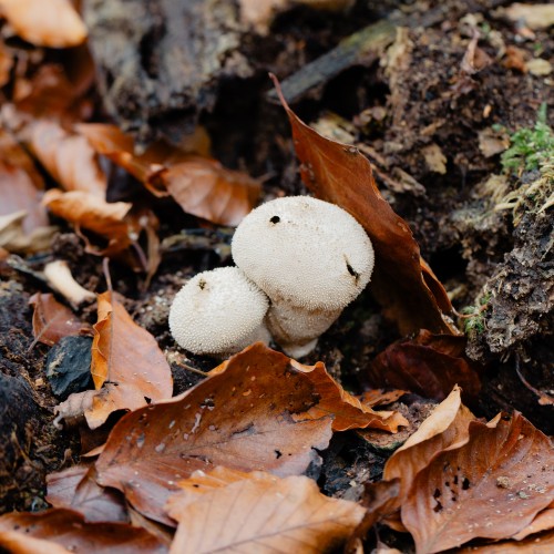 Lycoperdon perlatum