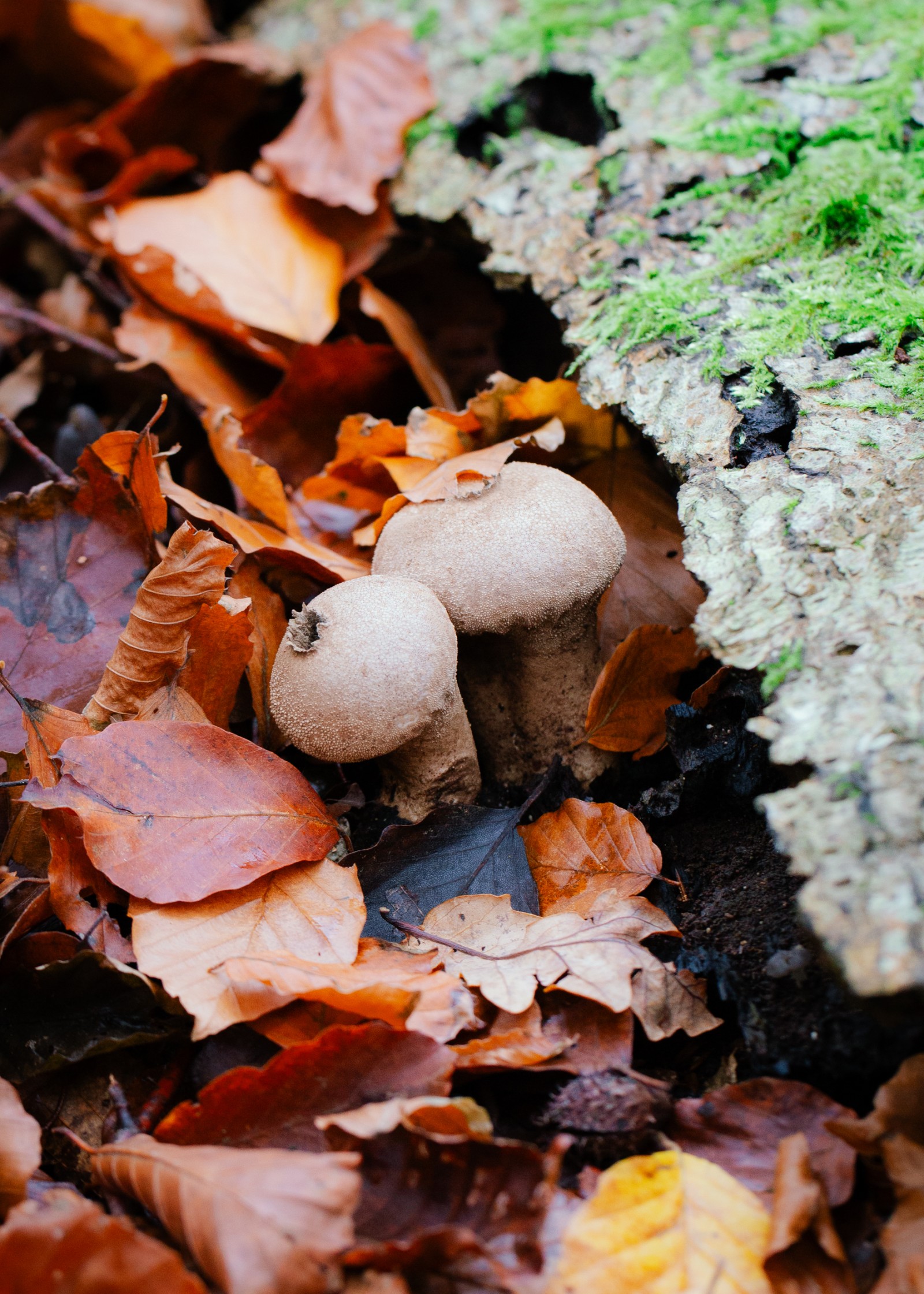 Lycoperdon perlatum