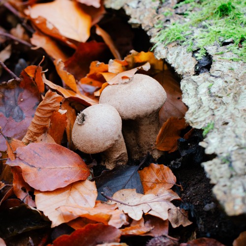 Lycoperdon perlatum