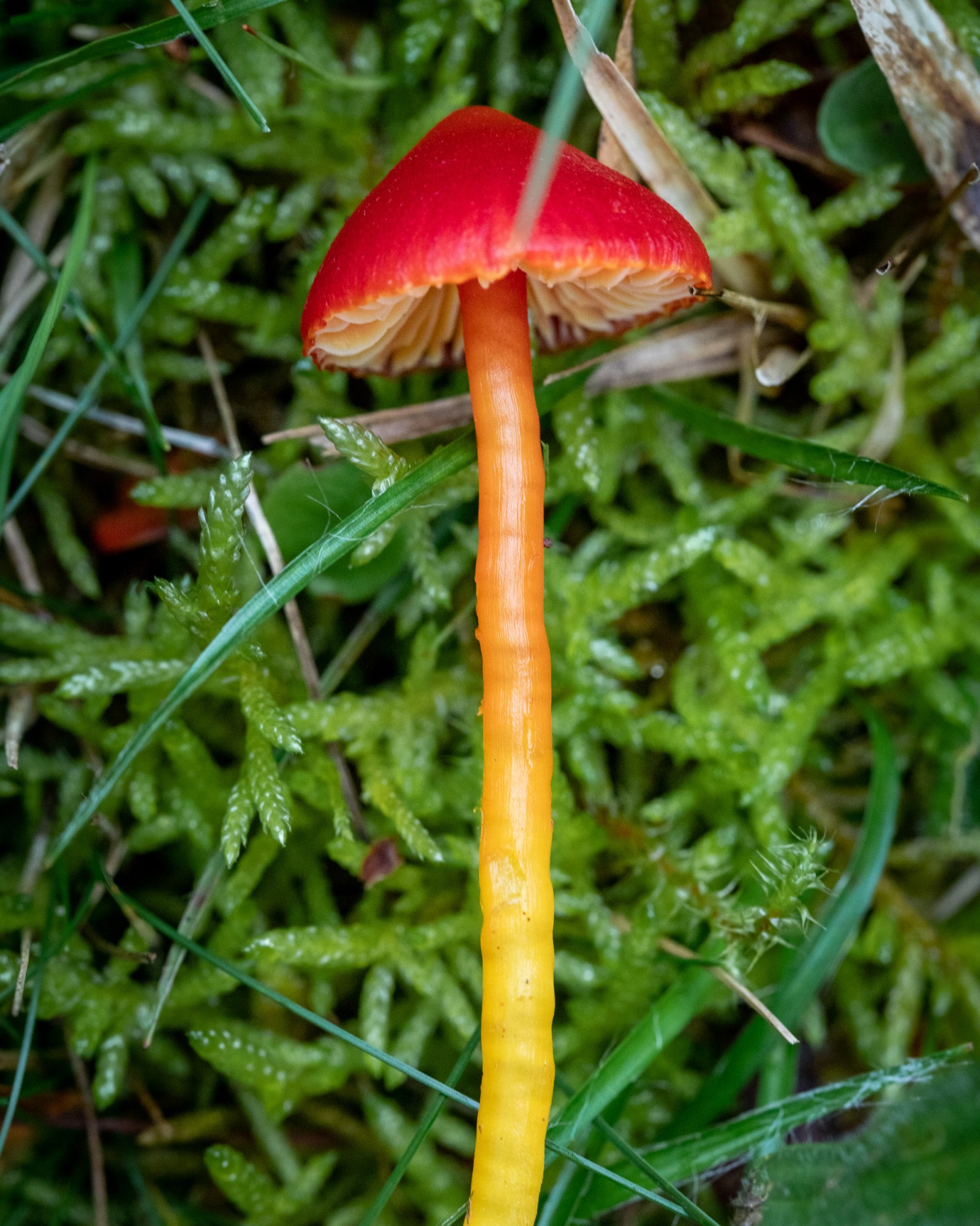 Hygrocybe coccinea