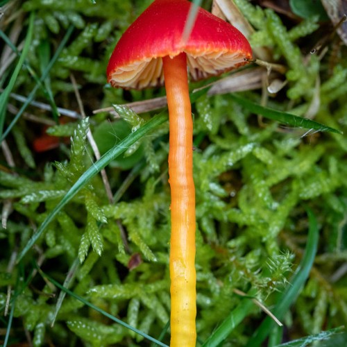 Hygrocybe coccinea