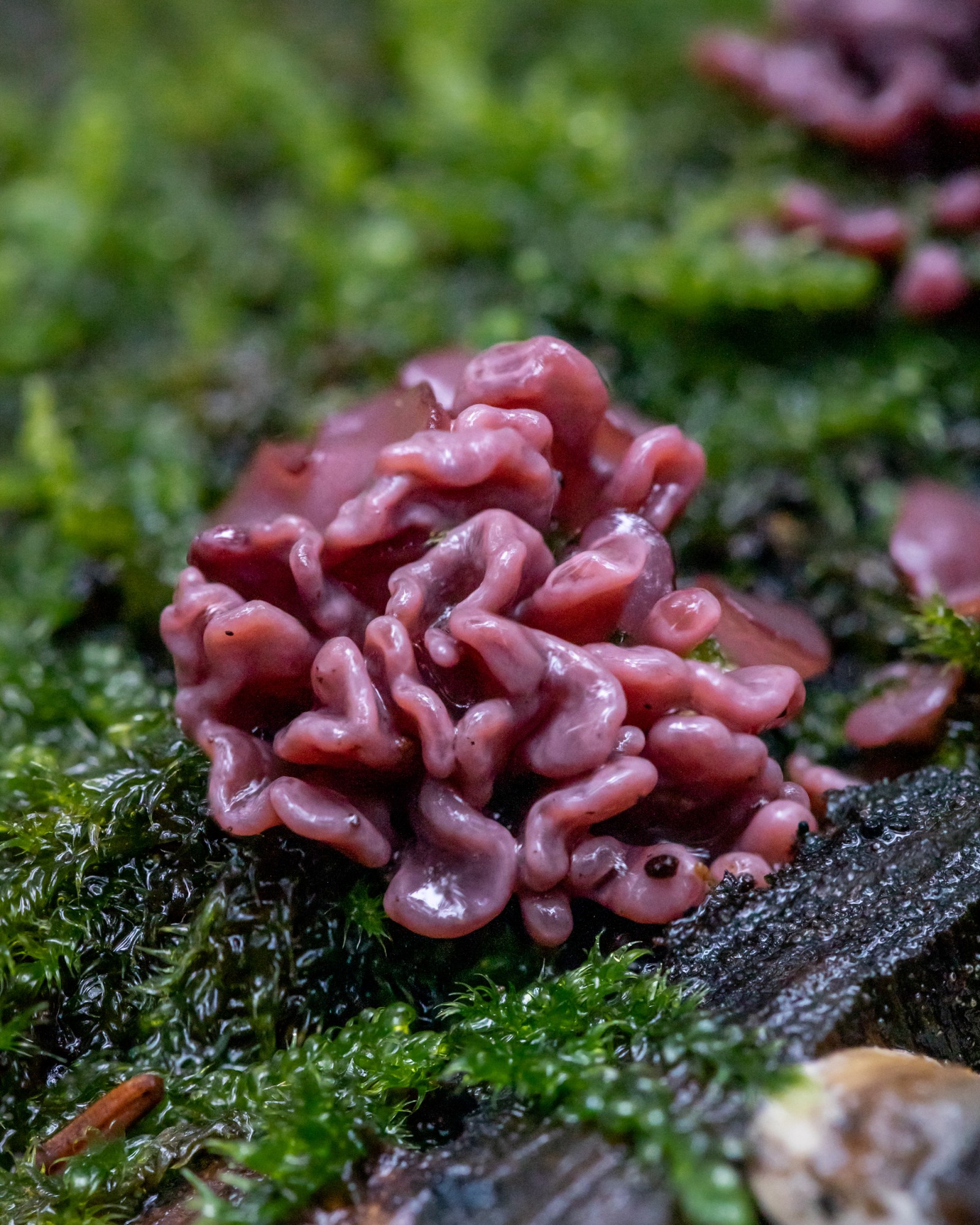 Ascocoryne sarcoides