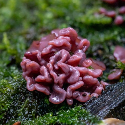 Ascocoryne sarcoides